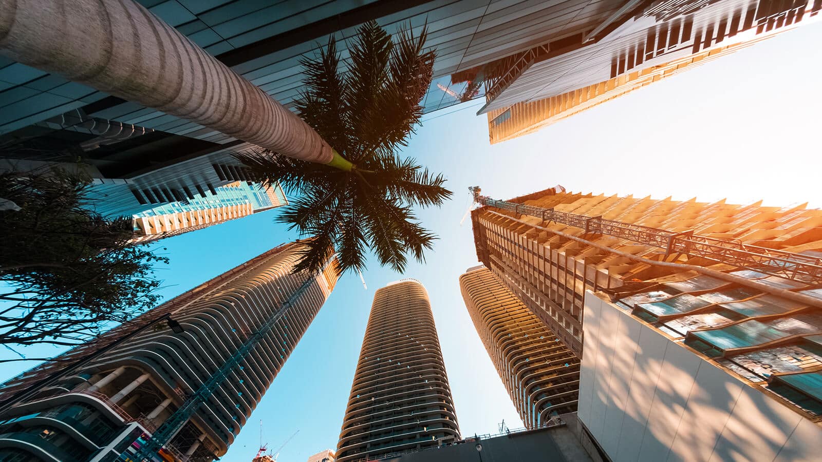 Ground view of skyscrapers and palm tree