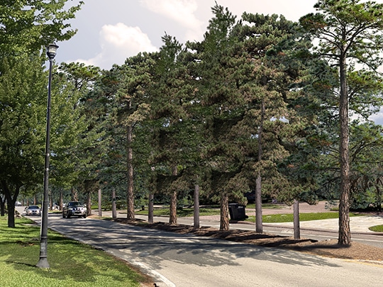 Urban Forestry Master Plan image 5